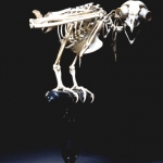 Owl Skeleton